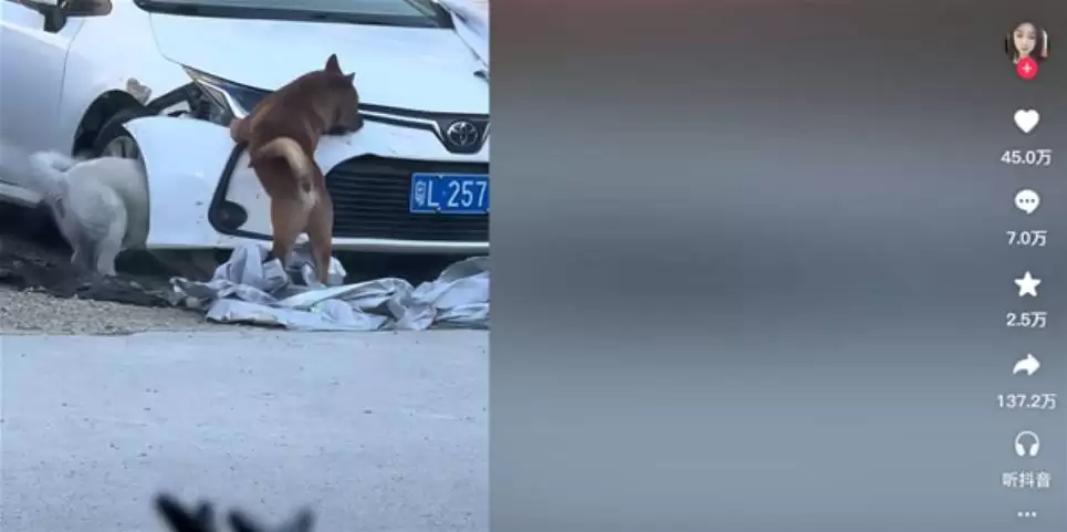 狗啃丰田卡罗拉视频爆红，百万转发背后的真相成谜