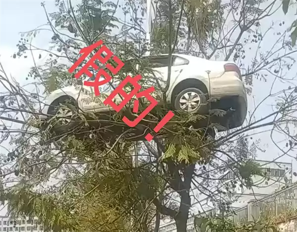 又是假的 轿车开上树系驾校教练自导自演：当事人致歉