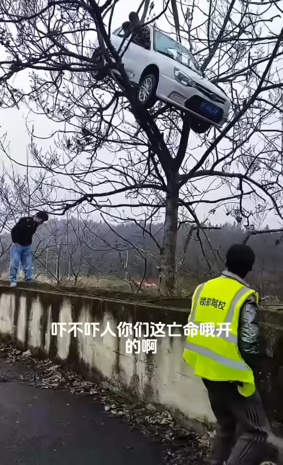 又是假的 轿车开上树系驾校教练自导自演：当事人致歉