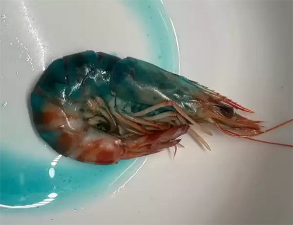 虾煮熟后渗出蓝色液体 盒马客服回复:不影响食用