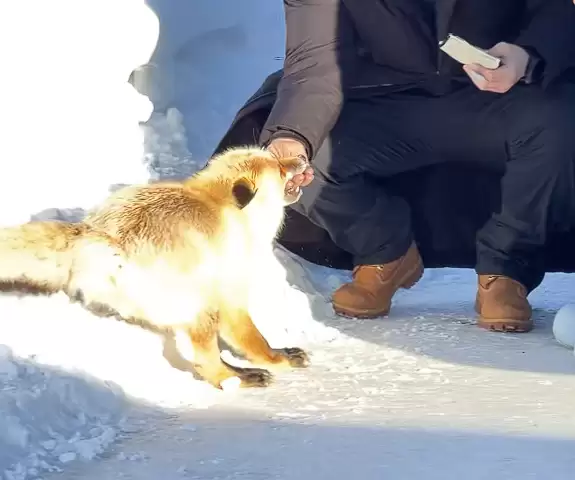 男子投喂野生狐狸被咬住手不松口 当事人：纯好奇 喂的狗粮