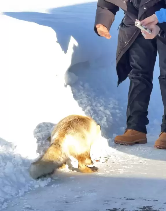 男子投喂野生狐狸被咬住手不松口 当事人：纯好奇 喂的狗粮
