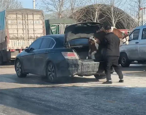 车主把牛赶进轿车后备箱 强塞不进!网友:它不想坐本田