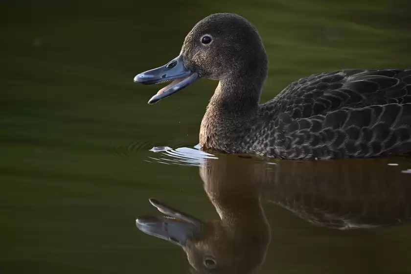 镜见湿地生灵，传递自然共生之韵