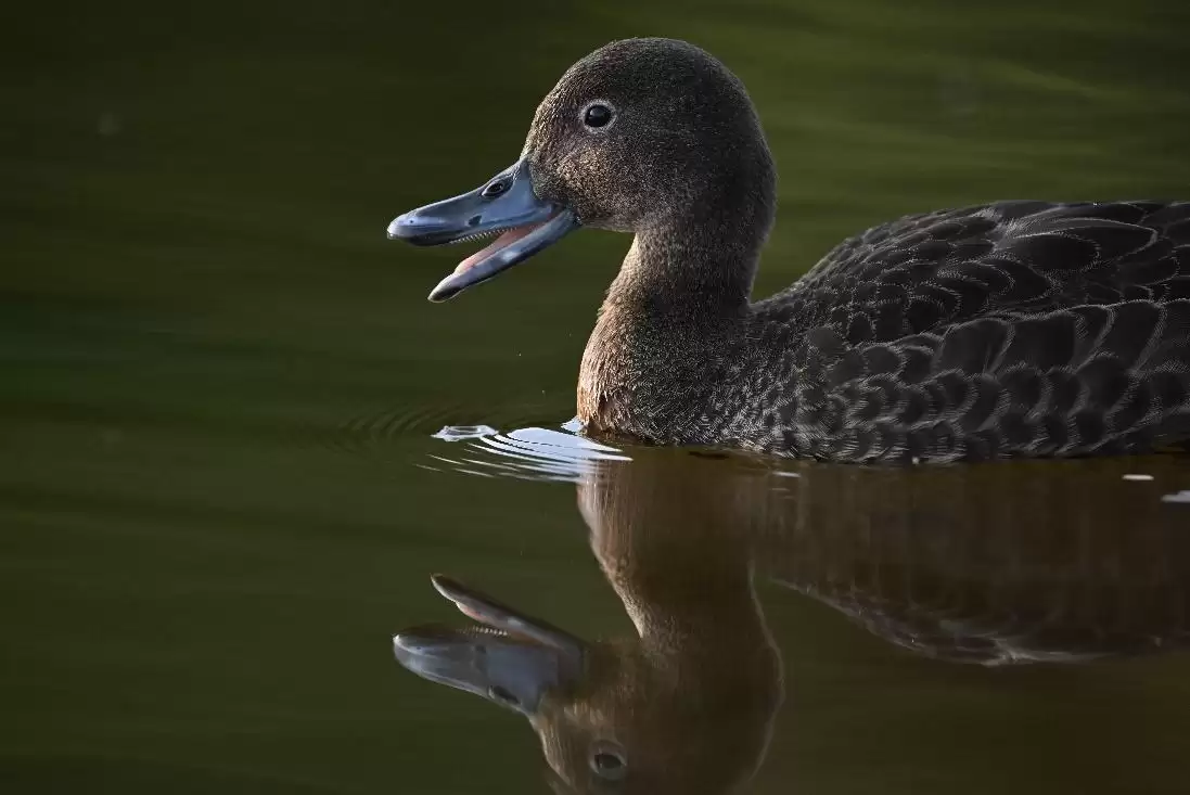 镜见湿地生灵,传递自然共生之韵