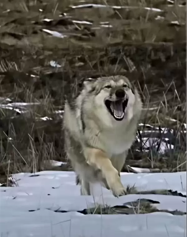 《重返狼群》再度火爆!作者李微漪回应:狼王格林已不在了