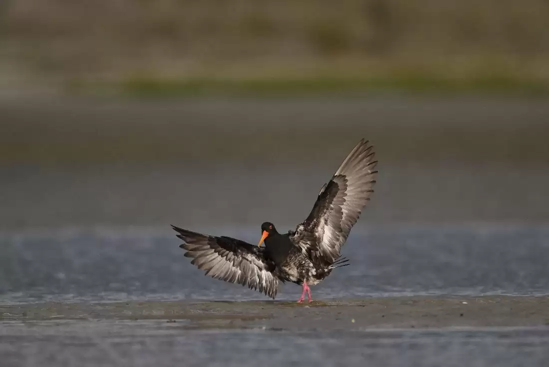 镜见湿地生灵,传递自然共生之韵