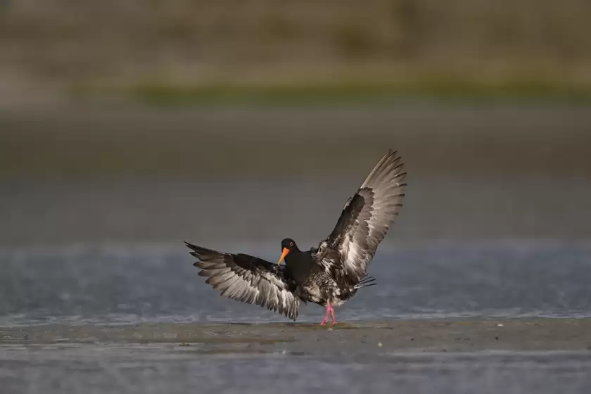 镜见湿地生灵，传递自然共生之韵