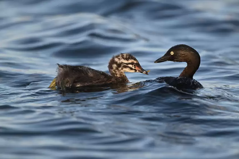 镜见湿地生灵，传递自然共生之韵