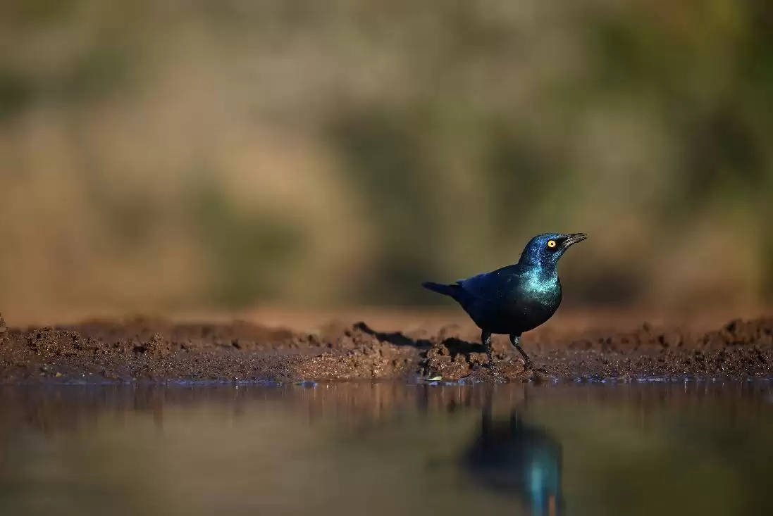 镜见湿地生灵,传递自然共生之韵