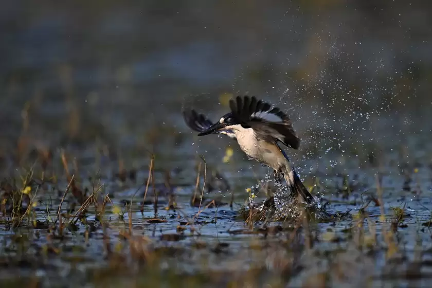 镜见湿地生灵，传递自然共生之韵