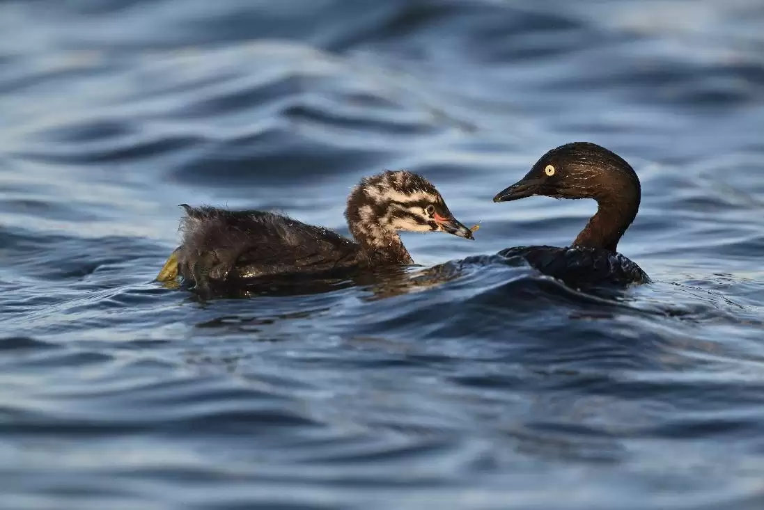 镜见湿地生灵,传递自然共生之韵