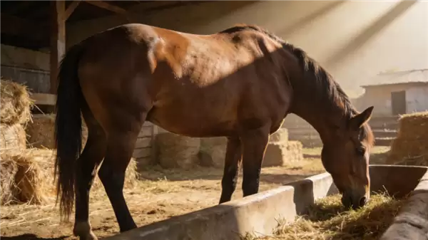 2026支付宝集福正式开启!今年扫马就能得:官方发布扫描图了