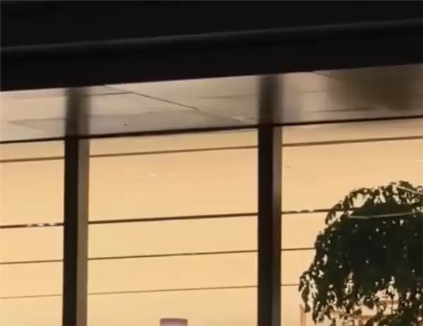 商场在室内种树木 多只小鸟撞向玻璃幕墙死亡