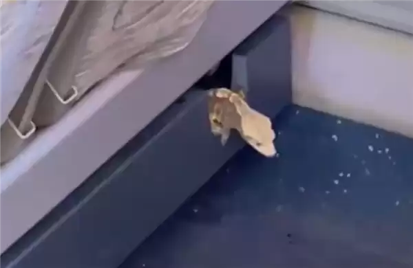 高铁座椅钻出活壁虎 12306回应：初步判断是旅客偷带上车