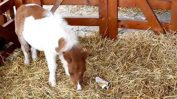 8000元一匹的迷你马一夜爆火：开销惊人、切莫上头！