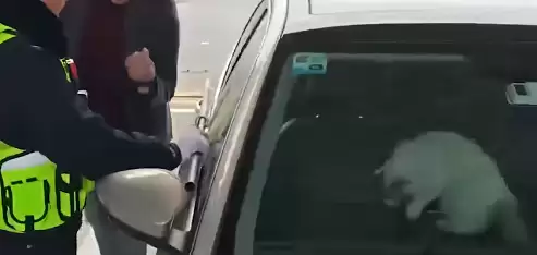 尴尬!男子驾车返乡竟被猫咪锁在车外:结局竟神反转