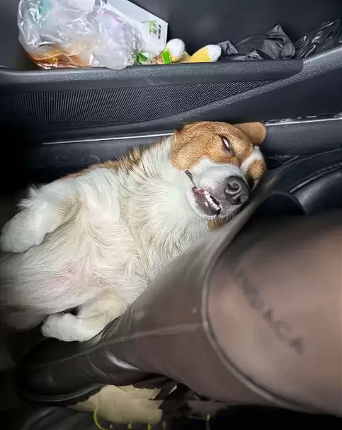 真正累成狗！小狗坐十几个小时长途面相都变了