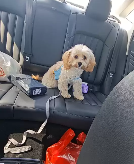 真正累成狗！小狗坐十几个小时长途面相都变了