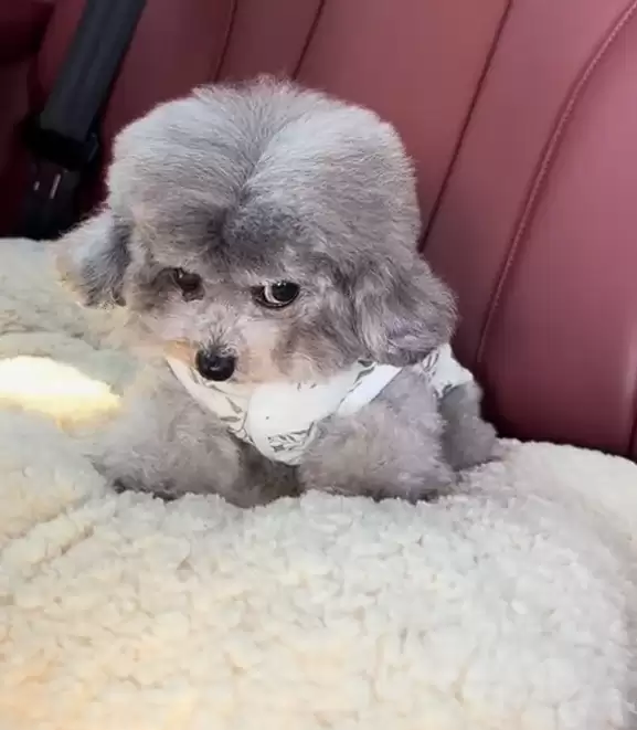 真正累成狗！小狗坐十几个小时长途面相都变了