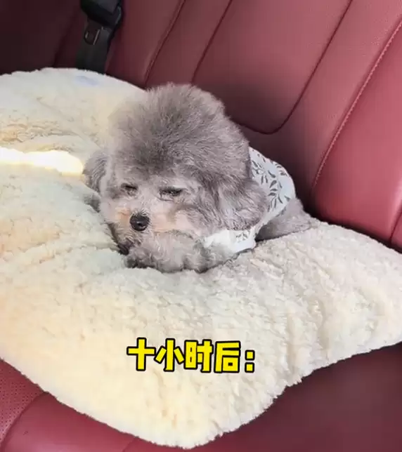 真正累成狗！小狗坐十几个小时长途面相都变了