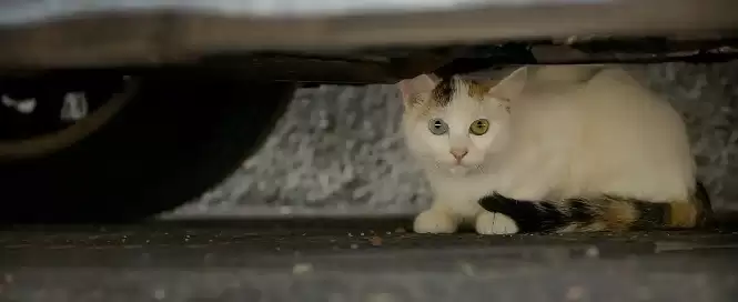 天气寒冷时猫咪常躲在汽车引擎盖下取暖驾车前如何操作更安全