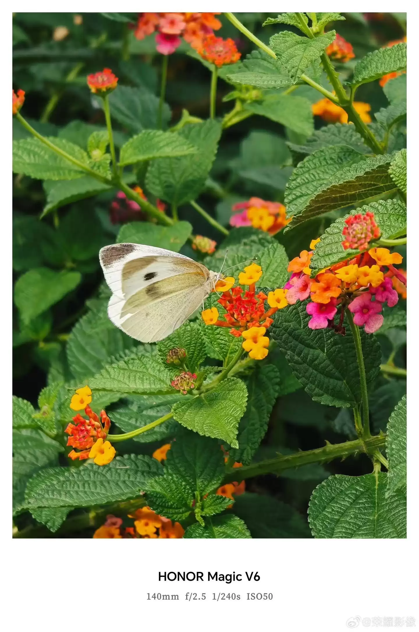 荣耀Magic V6折叠屏新机拍摄样张公布，AiMAGE影像加持