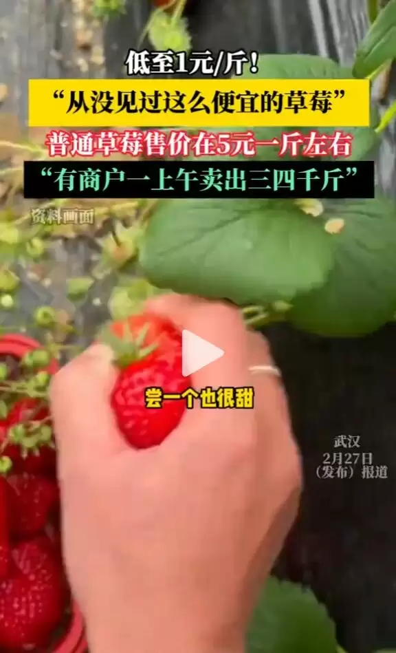 草莓大降价 低至1元每斤 网友:从没见过这么便宜