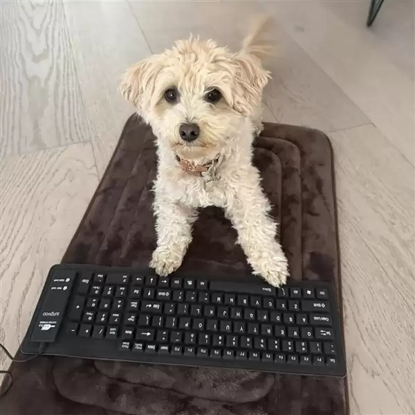 离谱!工程师让小狗乱按键盘:AI竟真把乱码做成了游戏