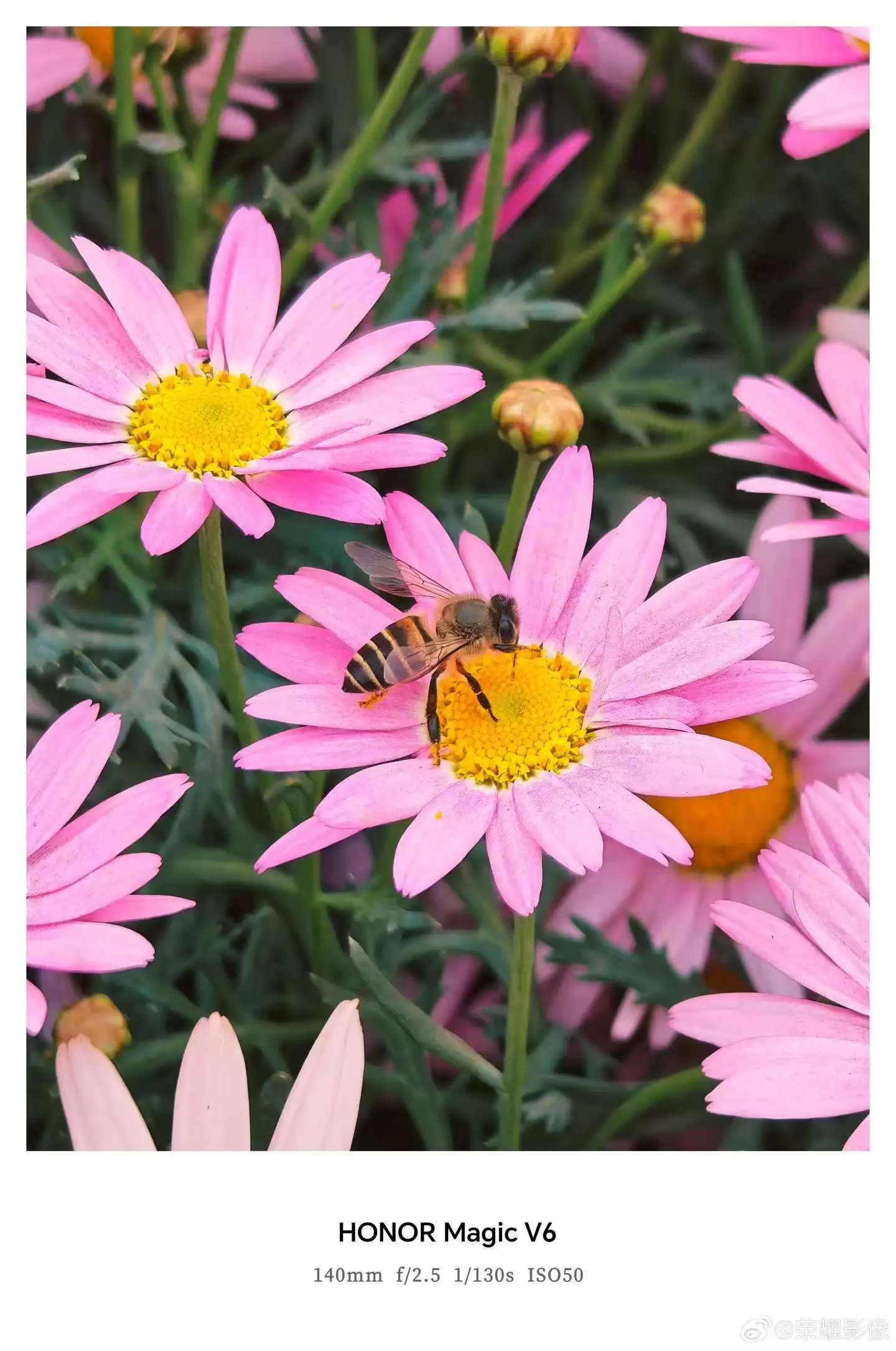 荣耀Magic V6折叠屏新机拍摄样张公布，AiMAGE影像加持