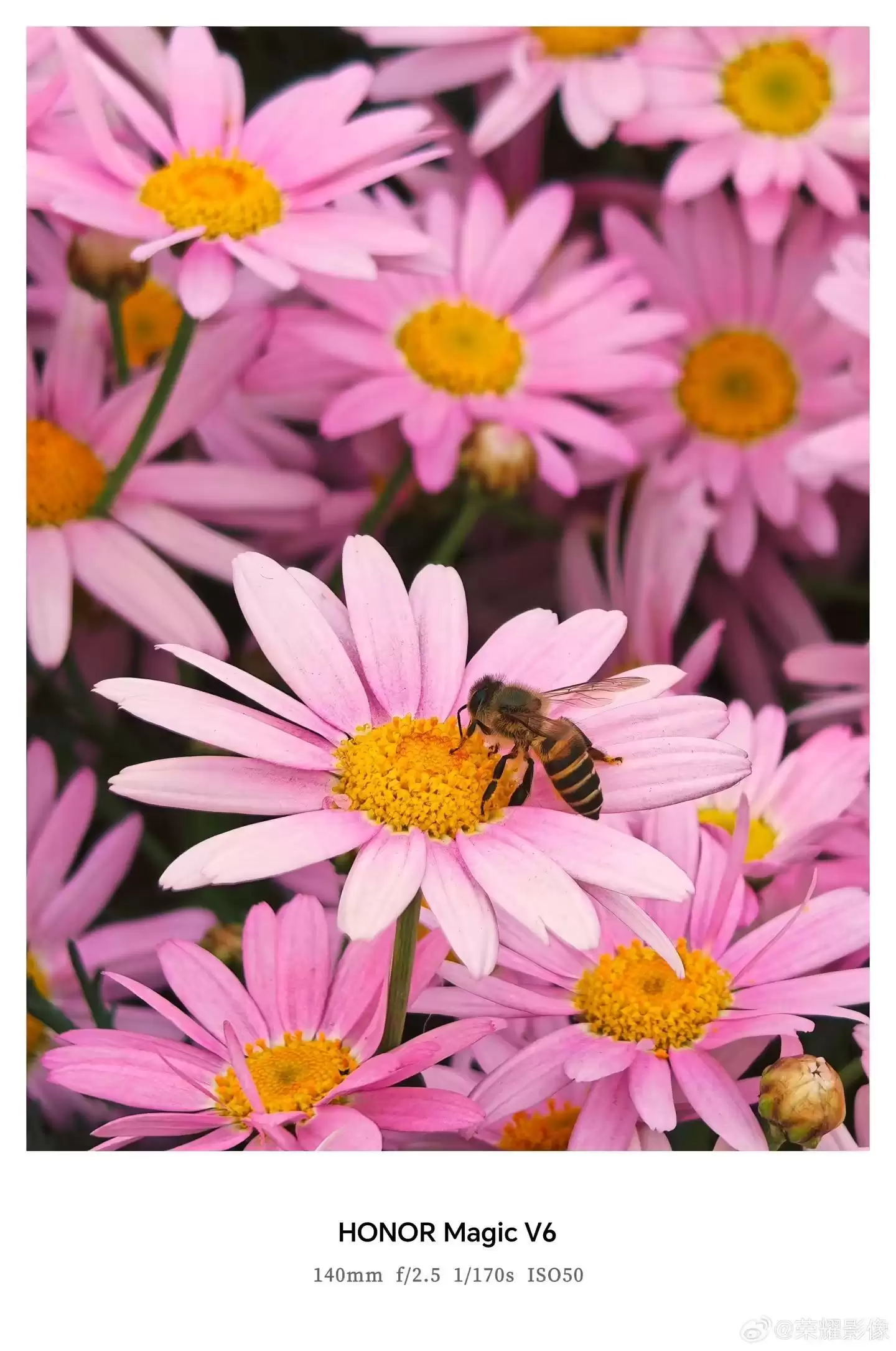 荣耀Magic V6折叠屏新机拍摄样张公布，AiMAGE影像加持