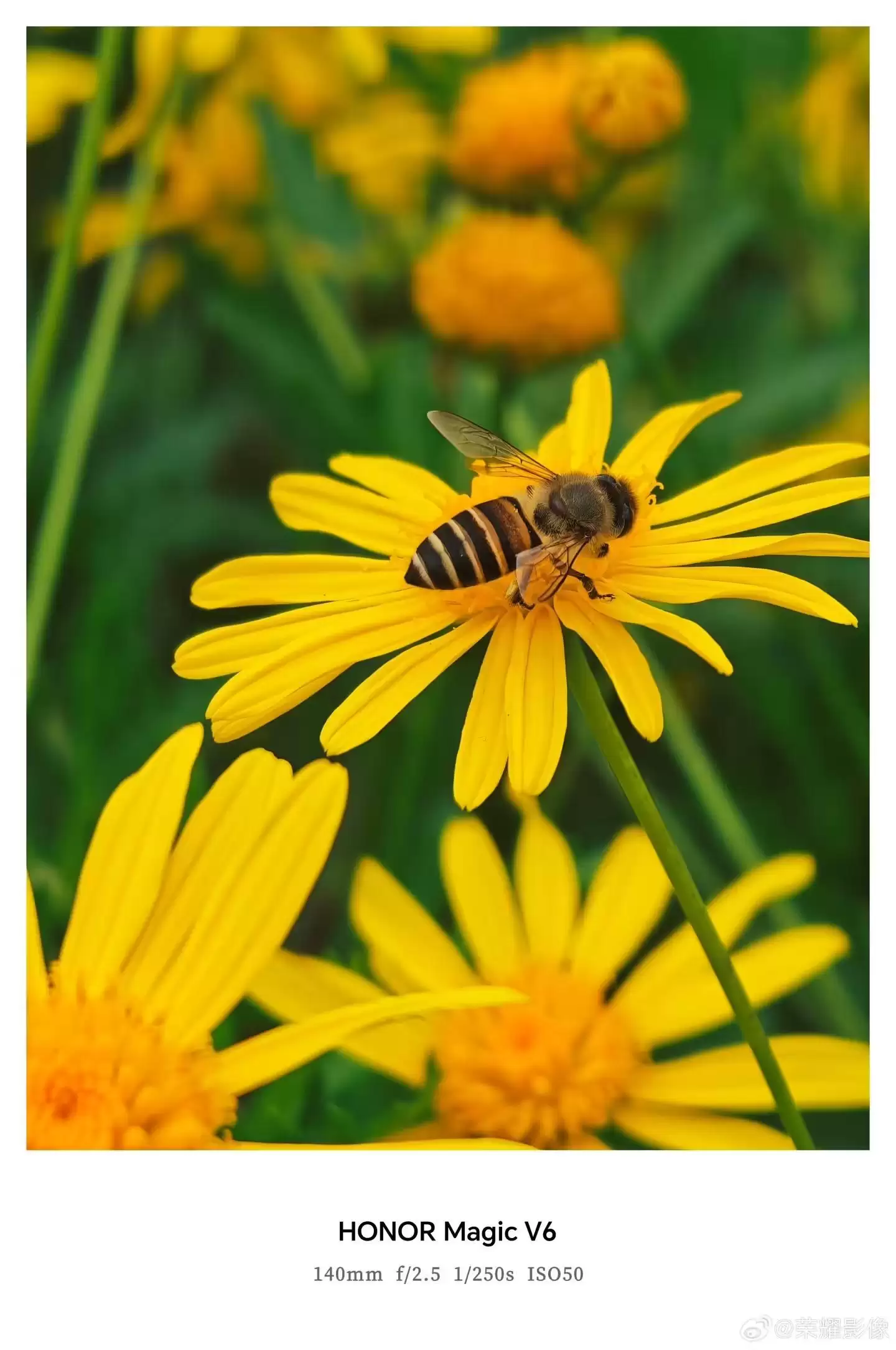 荣耀Magic V6折叠屏新机拍摄样张公布，AiMAGE影像加持