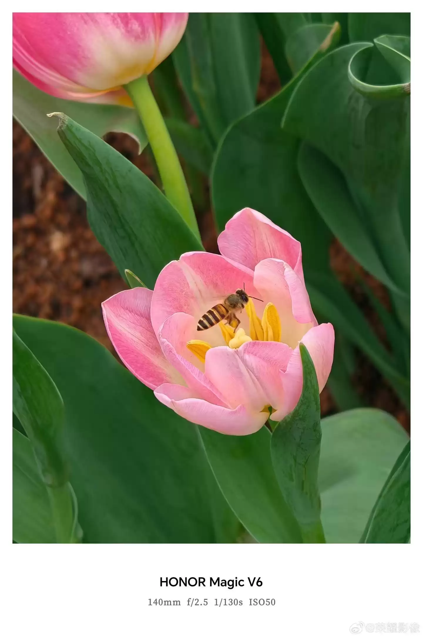 荣耀Magic V6折叠屏新机拍摄样张公布，AiMAGE影像加持