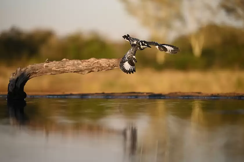 世界野生动植物日 尼康以影像绘就自然生灵之美