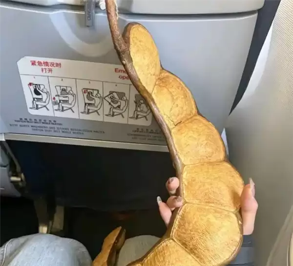 女子带1米长巨型豆莳坐飞机走红 商家回应968元一个: 天然孤品