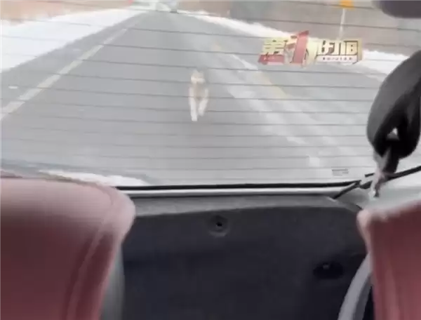 一路狂追!女子雪地里遇狗追车:被救后生下3只狗