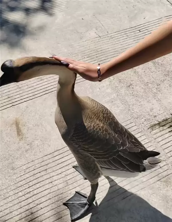 “全校最嚣张的学长”出现了:一只大鹅 可自由出没各区域