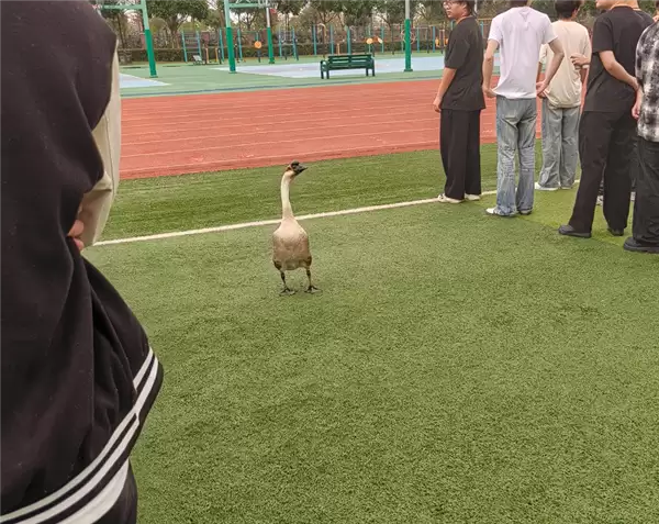 “全校最嚣张的学长”出现了:一只大鹅 可自由出没各区域