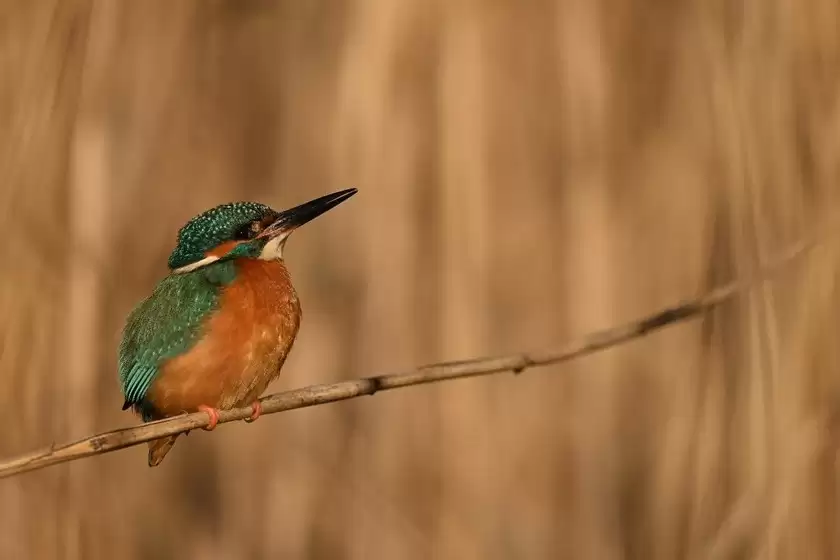 出色的长焦变焦镜头 尼克尔 Z 180-600mm f/5.6-6.3 VR今日开售 出色的长焦变焦镜头 尼克尔 Z 180-600mm f/5.6-6.3 VR今日开售