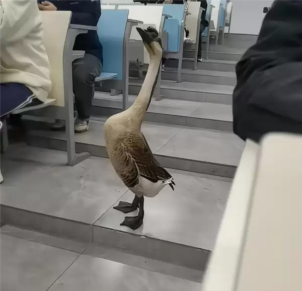 “全校最嚣张的学长”出现了:一只大鹅 可自由出没各区域