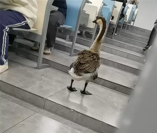 “全校最嚣张的学长”出现了:一只大鹅 可自由出没各区域