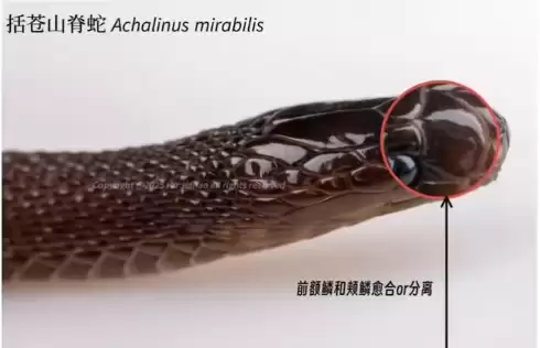 17岁男生发现新物种筷子蛇 直接发SCI期刊封神