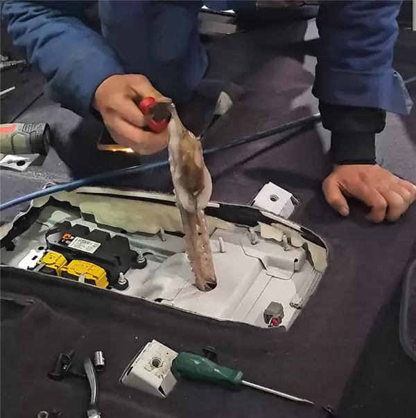 八爪鱼钻车内失踪3天车主崩溃求助:找到后快把修车师傅熏吐了