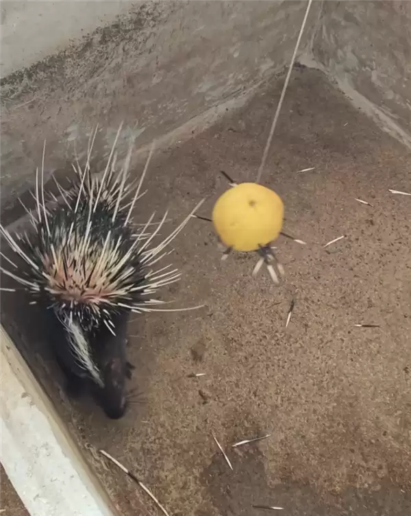 小伙子“豪猪借刺“火了：做成鱼漂一根能卖268元！