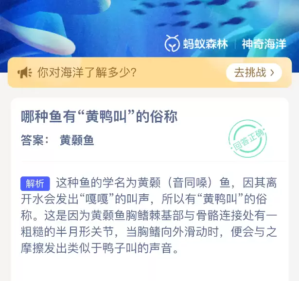 哪种鱼有黄鸭叫的俗称