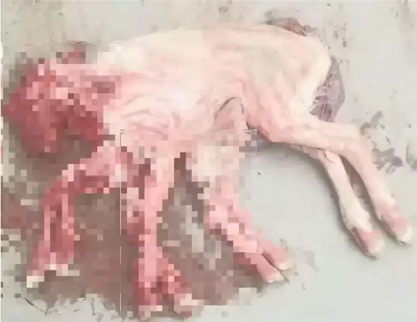 养殖户家降生8条腿章鱼羊 出生即夭折 已冷冻处理 可给他人制作标本