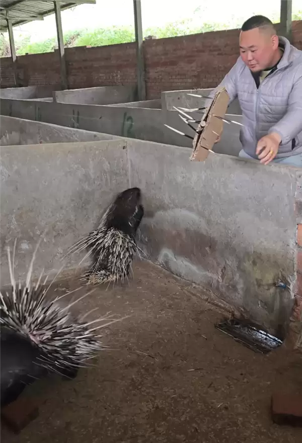 小伙子“豪猪借刺“火了：做成鱼漂一根能卖268元！