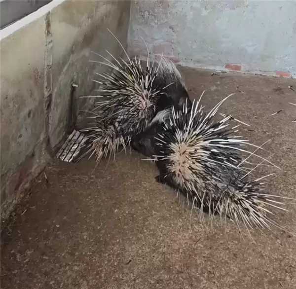 小伙子“豪猪借刺“火了：做成鱼漂一根能卖268元！