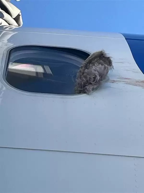 波音737客机遭鸟击 客舱玻璃开裂！现场画面公布