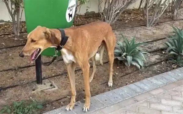 外国人仓促离境 迪拜出现严重宠物遗弃潮:安乐死咨询量激增